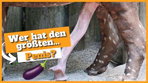 porn mit tiere